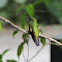 Hummingbird