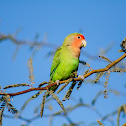 Peach-faced Lovebird