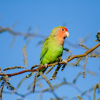 Peach-faced Lovebird