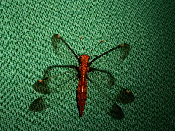 Spotting Image 1