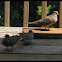 Mourning Doves