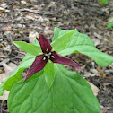 Red Trillium