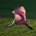 Roseate Spoonbill