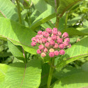 Purple Milkweed