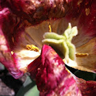 Tulip