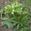 Hellebore