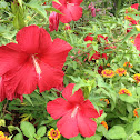 Hibiscus