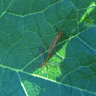 Crane fly (mating)