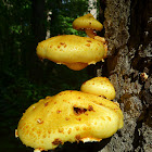 Brown Spored Mushroom