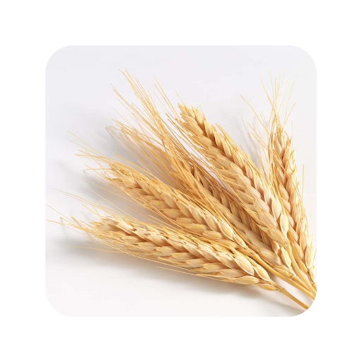 GrainSynth LOGO-APP點子