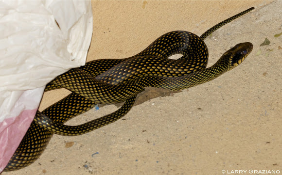 Spotting Image 1