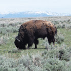 Bison