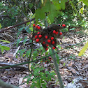Rosary pea