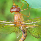 Wandering Glider