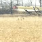 Coyote 