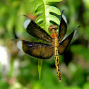 dragonfly