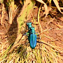 Tiger Beetle
