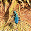 Tiger Beetle