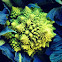 Romanesco broccoli