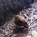 Pacific Wren