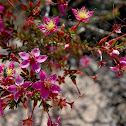 Calytrix brevifolia (no common name)