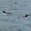 Common murre