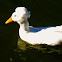 Roman Tufted Goose