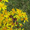 Six-spot Burnet