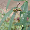 Paper Wasp