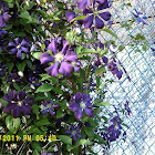 Clematis