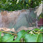 Tent of Tent Caterpillar Moths