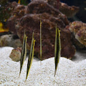 Razorfish Aeoliscus strigatus