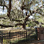 Live Oak