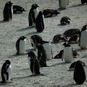 Gentoo Penguin