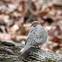 Mourning Dove