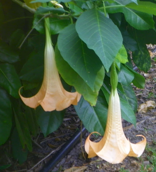 Spotting Image 1