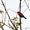Madagascar red fody