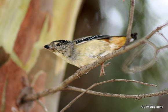 Spotting Image 1