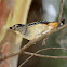 Spotted Pardalote