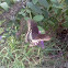 Spicebush Swallowtail