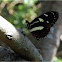 False Zebra Longwing or Atthis Longwing