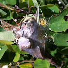 Western Tent Caterpillars