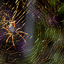 Golden Orb-Weaver