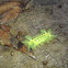 Stinging Nettle Caterpillar