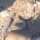 White-tailed Deer