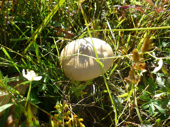 Spotting Image 1