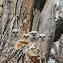 Great Horned Owlets
