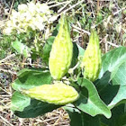 Milkweed Seedpods