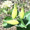 Milkweed Seedpods