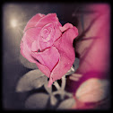 Heirloom red rose
